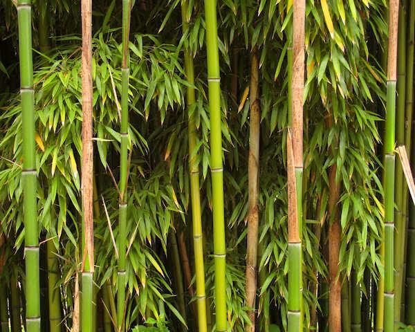 Image result for bamboo