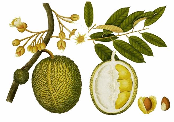 Durian fruit