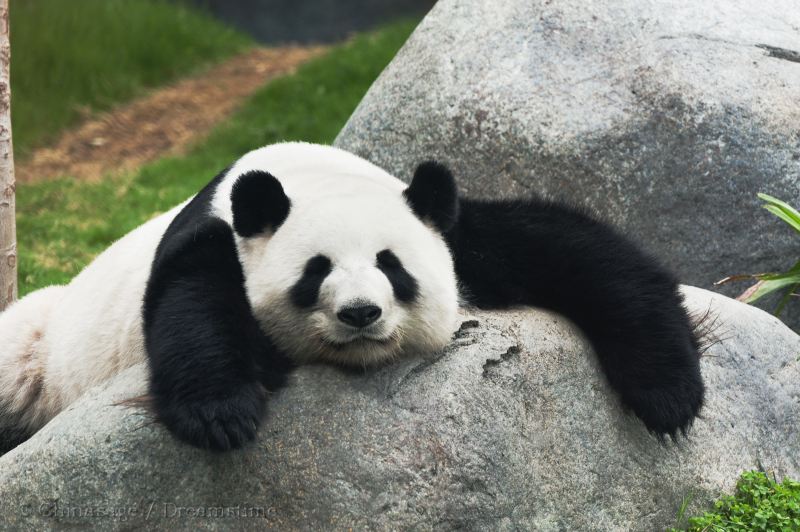 giant panda, wildlife