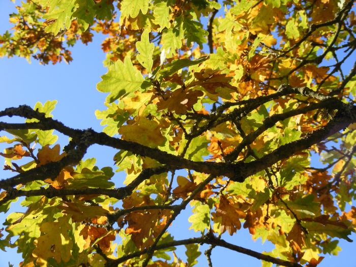 oak leaves