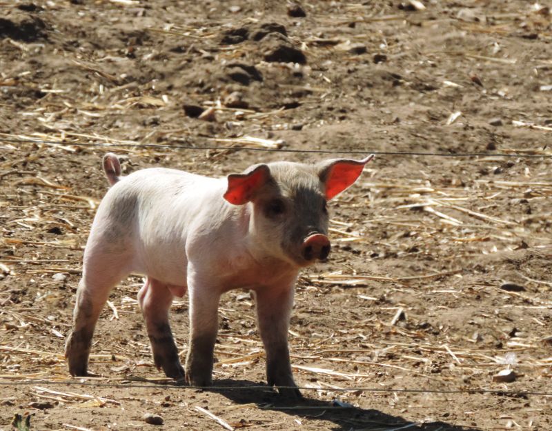 piglet