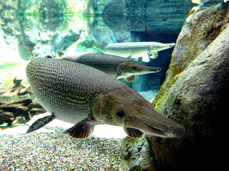 Aligator Gar fish (Atractosteus spatula)