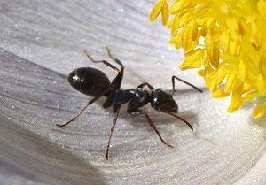 ant,  flower