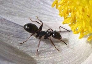 ant, flower