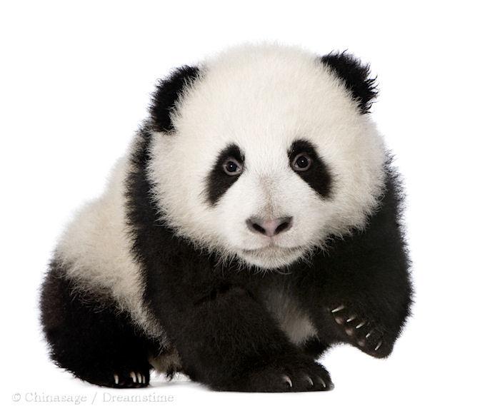 giant panda