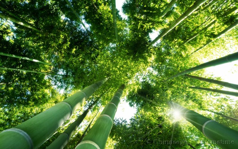 bamboo, forest