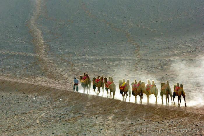 Xinjiang, camel, desert