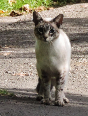 cat