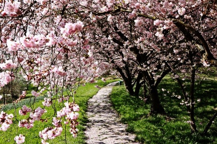 Cherry blossom