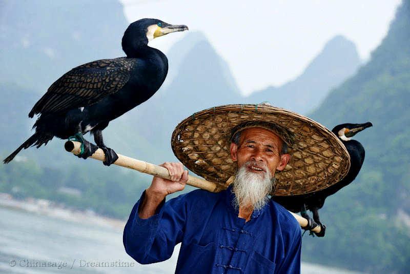 Guangxi, Yangshuo, bird, wildlife