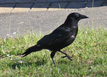 crow