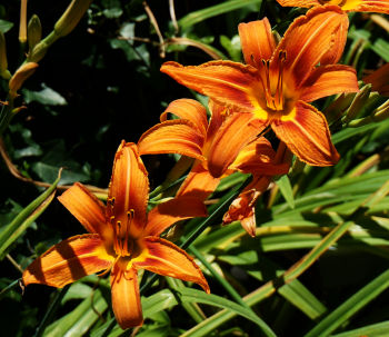 day lily