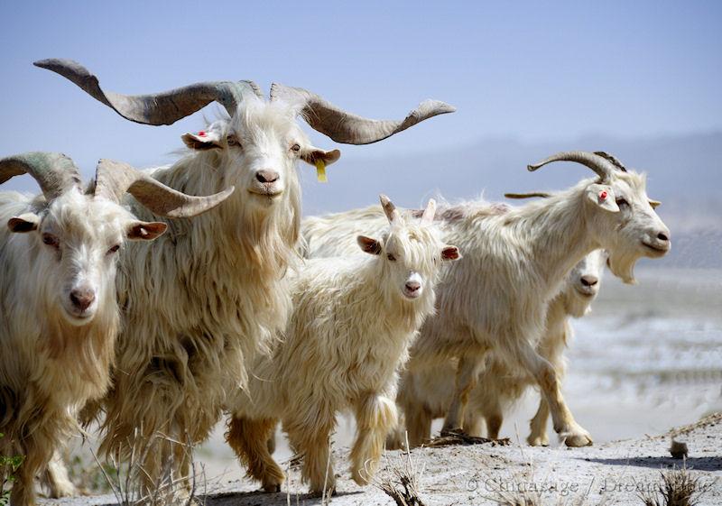 Xinjiang, goat, desert, wildlife
