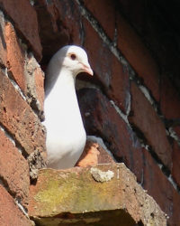 dove, bird