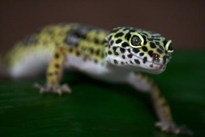 gecko, lizard