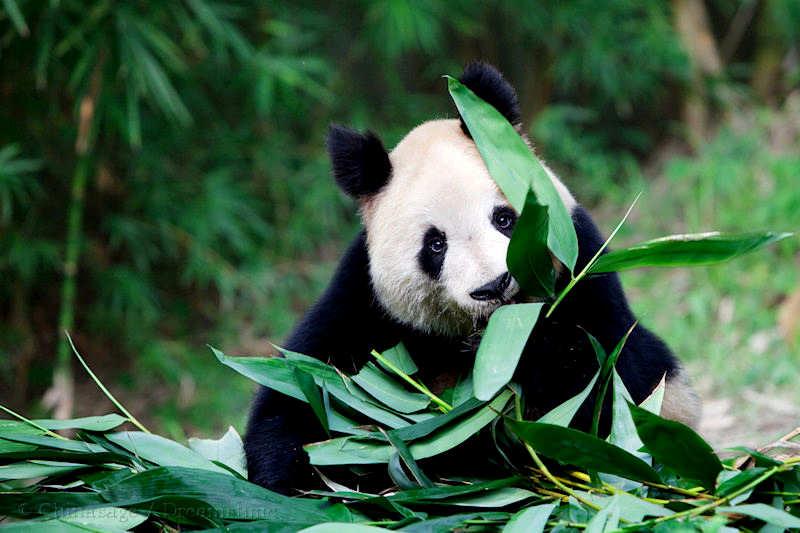 giant panda, wildlife