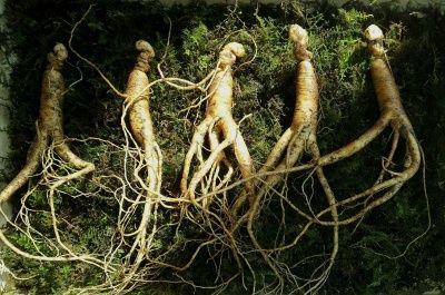 ginseng