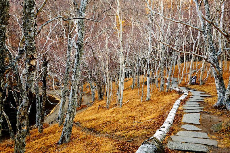 Jilin, Changbai, tree