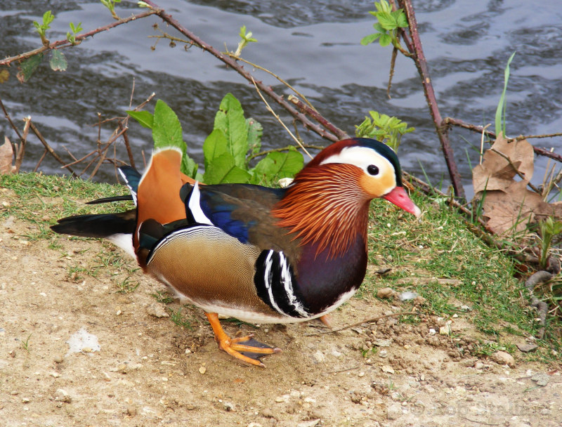 duck, mandarin, whiteknights