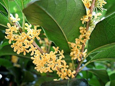 osmanthus, blossom