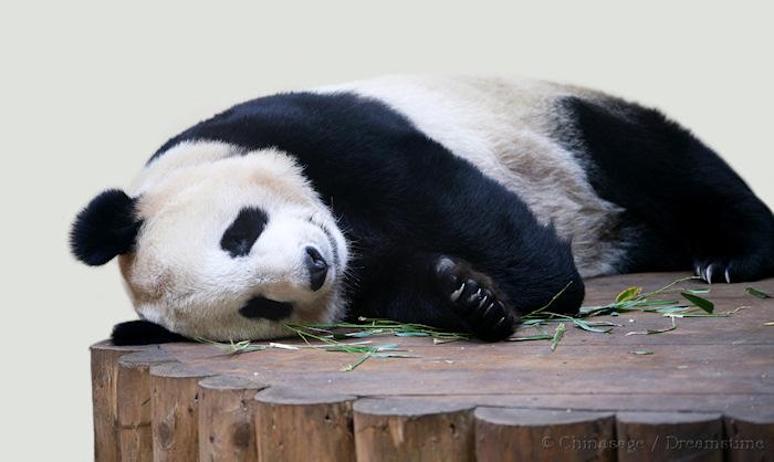 giant panda, wildlife