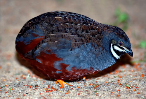 chinese wildlife, Asian Blue Quail,  Chinese Painted Quail, Coturnix chinensis