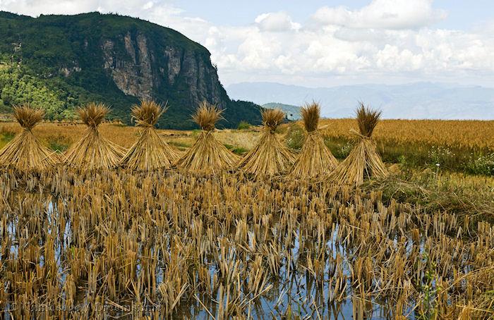 rice, Yunnan