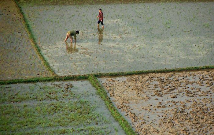 rice, paddy fields