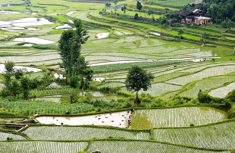 Guizhou, terraces, rice, paddyfield