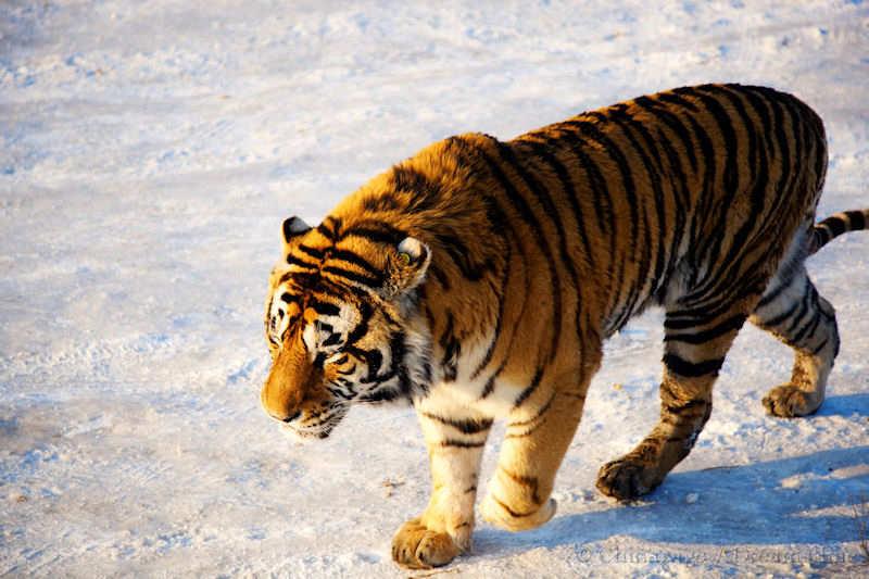 Heilongjiang, tiger, wildlife