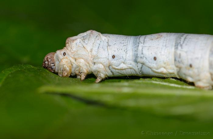 silk, silkworm