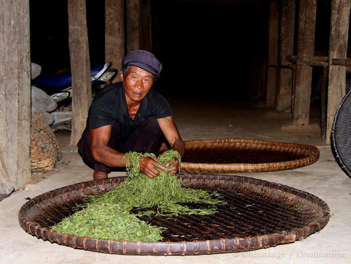 tea, Yunnan