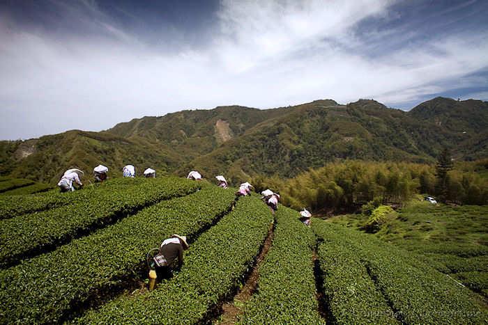 tea, Taiwan, people, mountains