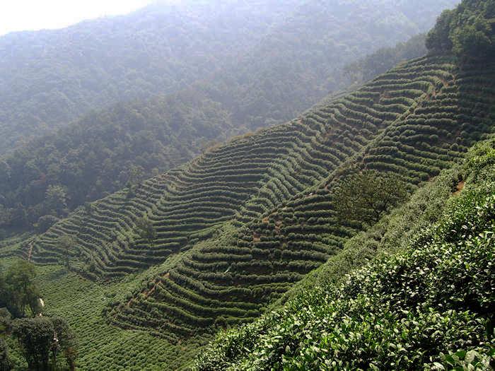 tea, plantation, Zhejiang