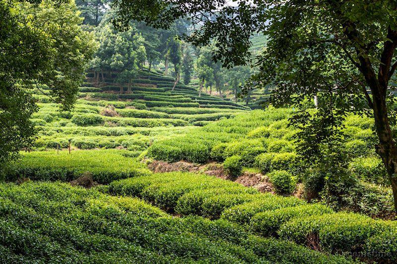 tea, Zhejiang, tea plantation