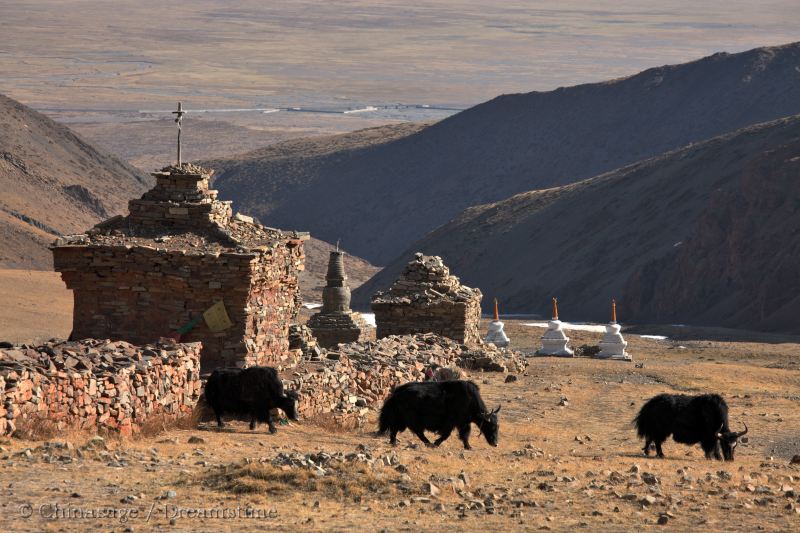 Tibet, yak, stupa, view