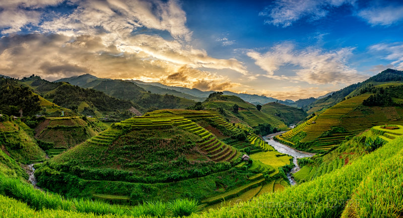 rice, vietnam, scenery