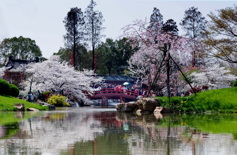 Wuhan, cherry, spring