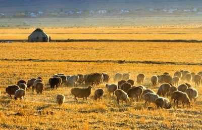 Xinjiang, sheep, yurt