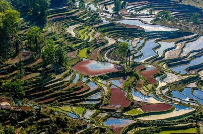 Growing rice