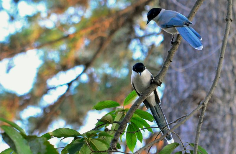 chinese wildlife, Azure winged magpie, Cyanopica cyanus