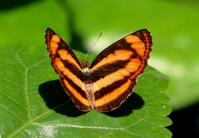 chinese wildlife, Extra Lascar,  Pantoporia sandaka