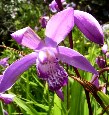 chinese wildlife, Bletilla striata, Chinese ground orchid