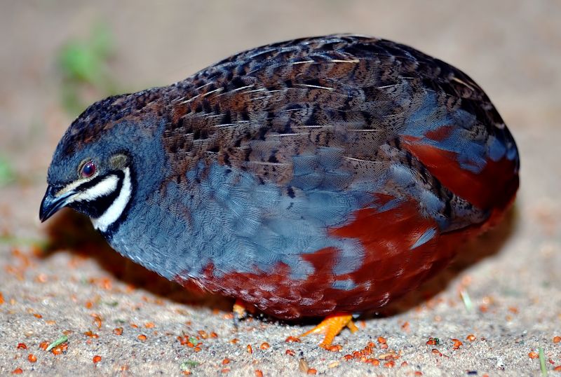 chinese wildlife, Asian Blue Quail,  Chinese Painted Quail, Coturnix chinensis