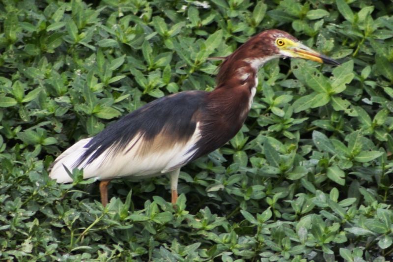 chinese wildlife, pond heron, Ardeola bacchus