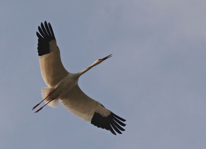 chinese wildlife, Siberian crane,  Grus leucogeranus