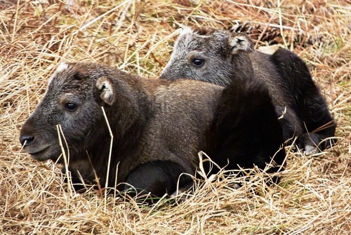 chinese wildlife, takin