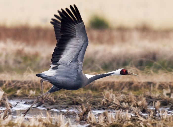 chinese wildlife, White-naped Crane, Grus vipio 